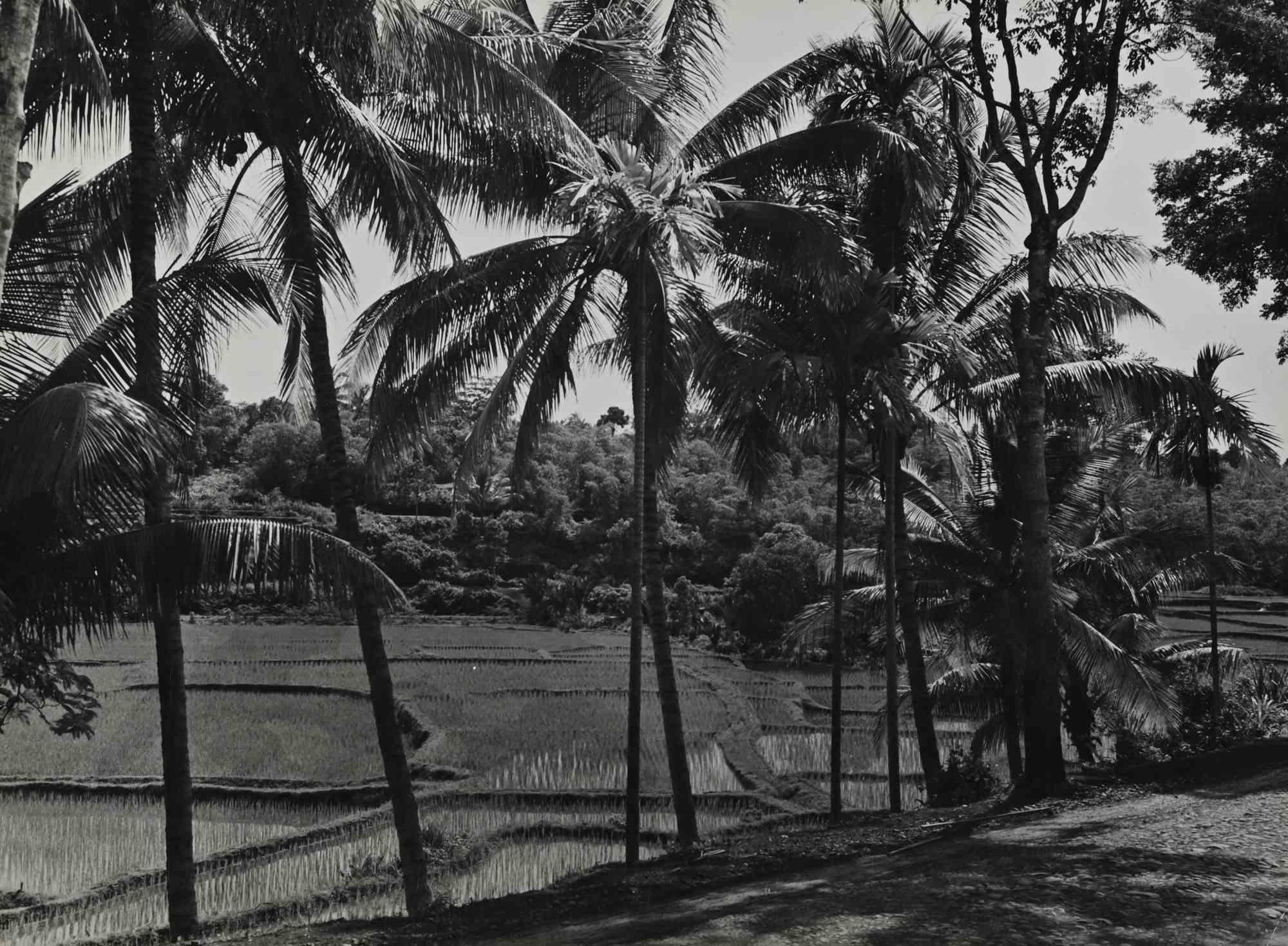 Portrait Photograph di Unknown - Il paesaggio indonesiano - Foto d'epoca - Metà del XX secolo