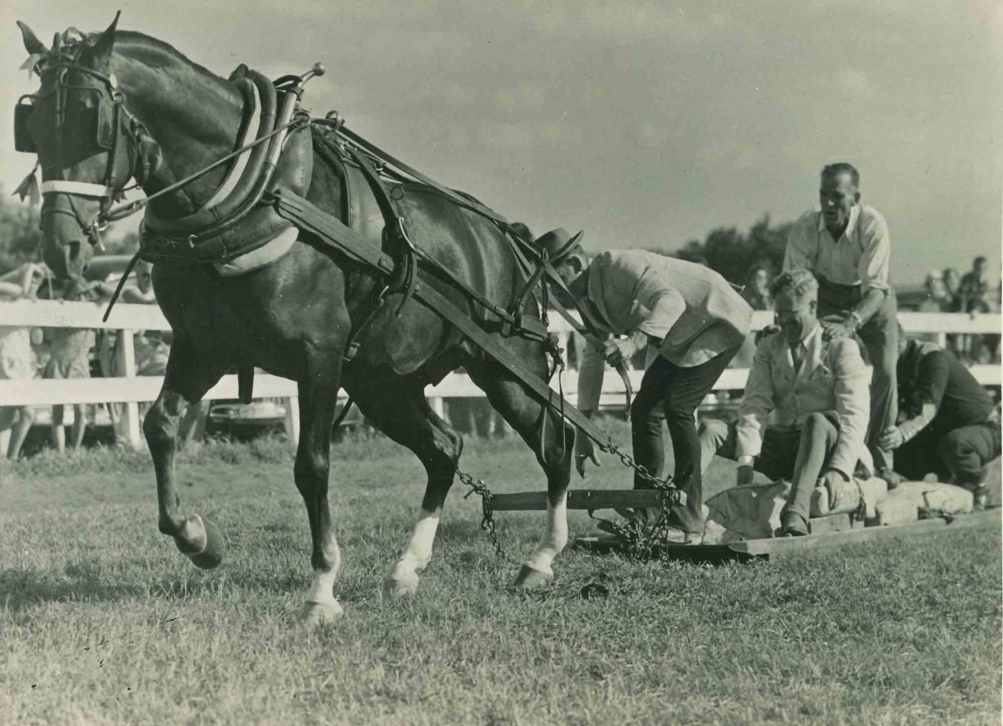 Unknown Figurative Photograph - The Morgan Horse - Vintage Photograph - Mid 20th Century