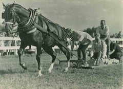 Le cheval Morgan - Photographie vintage - Milieu du XXe siècle