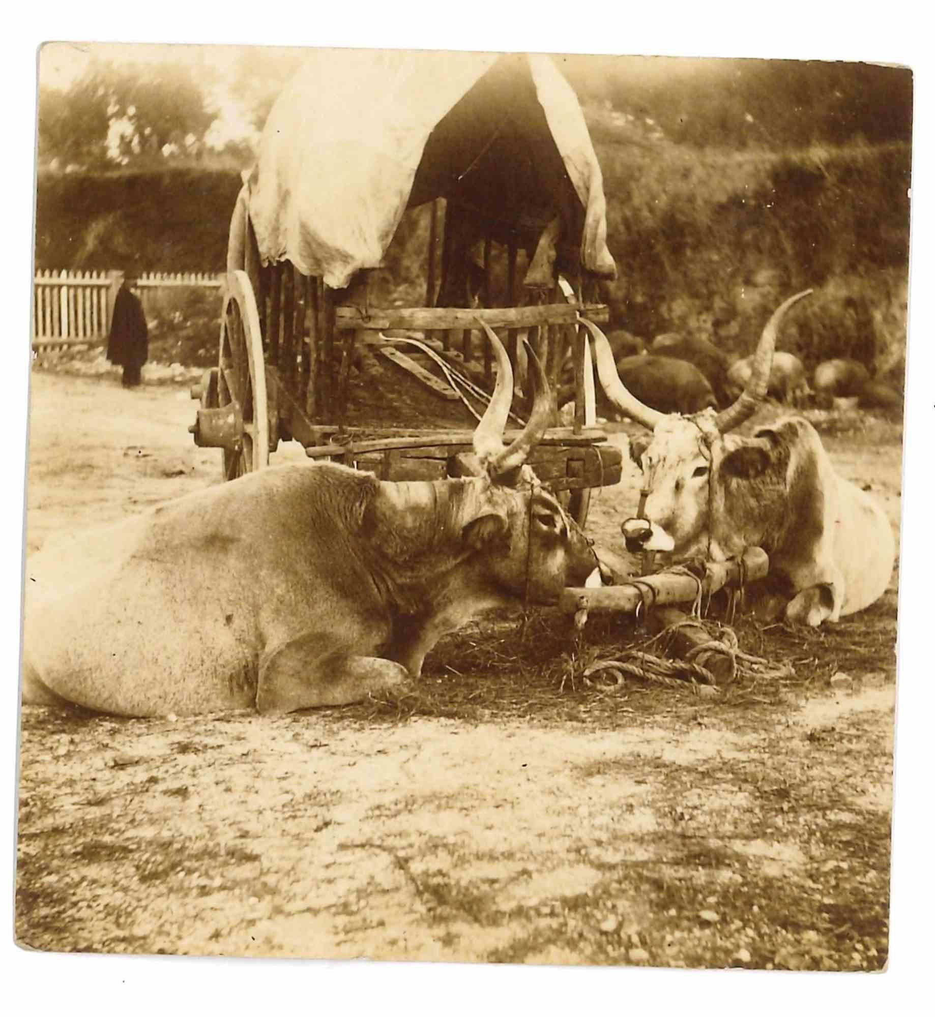 The Old Days - Cows in the Maremma - Photo - Early 20th Century
