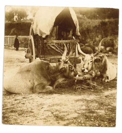 Antique The Old Days - Cows in the Maremma - Photo - Early 20th Century