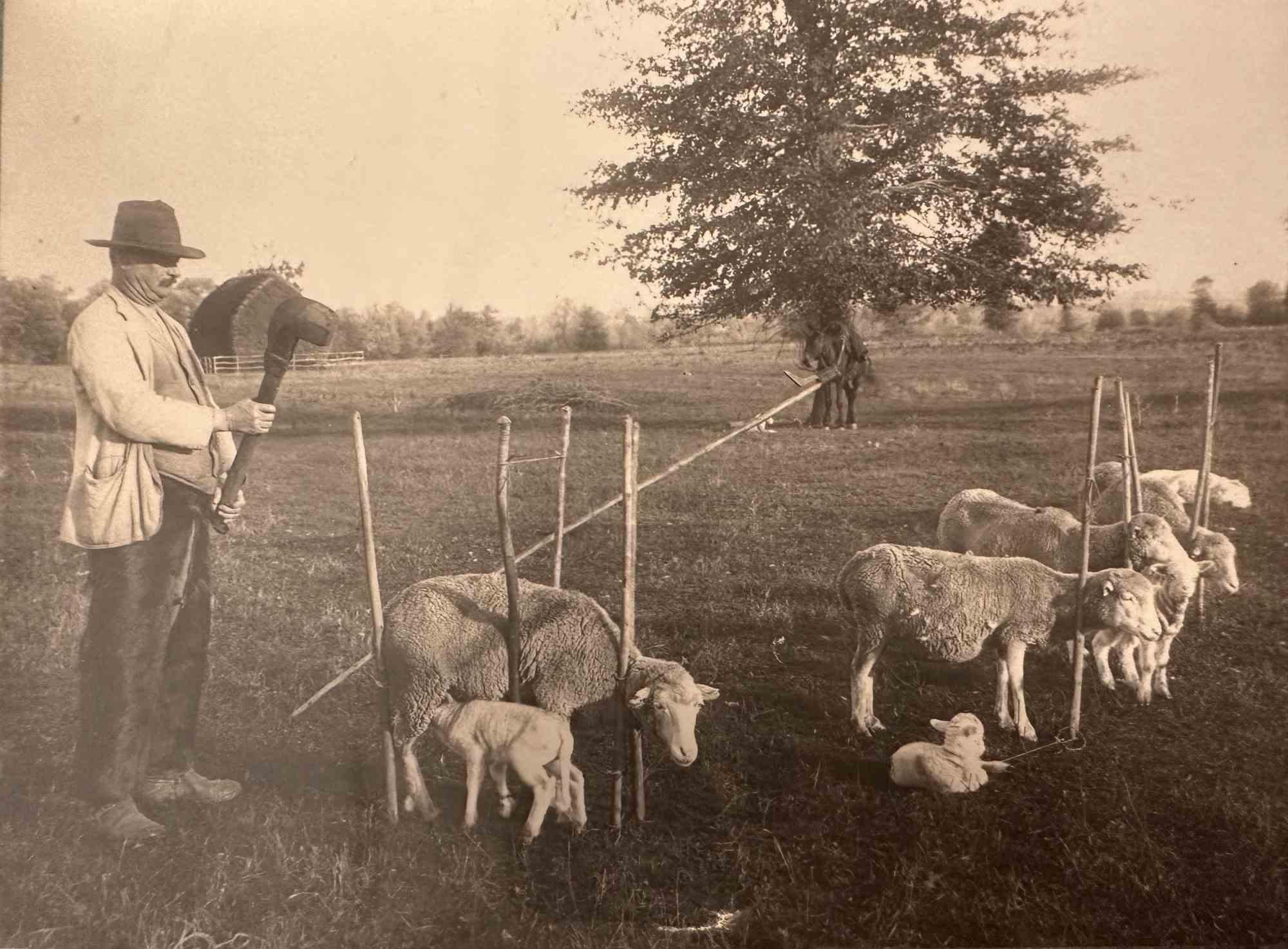 Unknown Figurative Photograph - The Old Days - Herds in the Maremma (Tuscany) - Early 20th Century