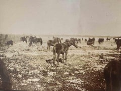 Les vieux jours  Photo - Animaux - Photo d'époque - Début du 20e siècle