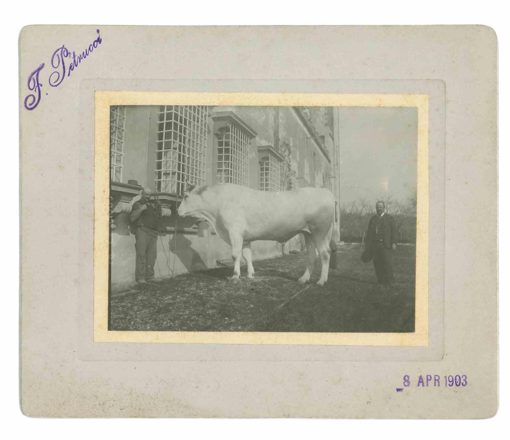 Figurative Photograph Unknown - The Old Days Photo - Animaux - Photo d'époque - Début du 20e siècle