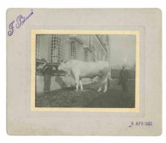 The Old Days Photo - Animals - Antique Photo - Early 20th Century