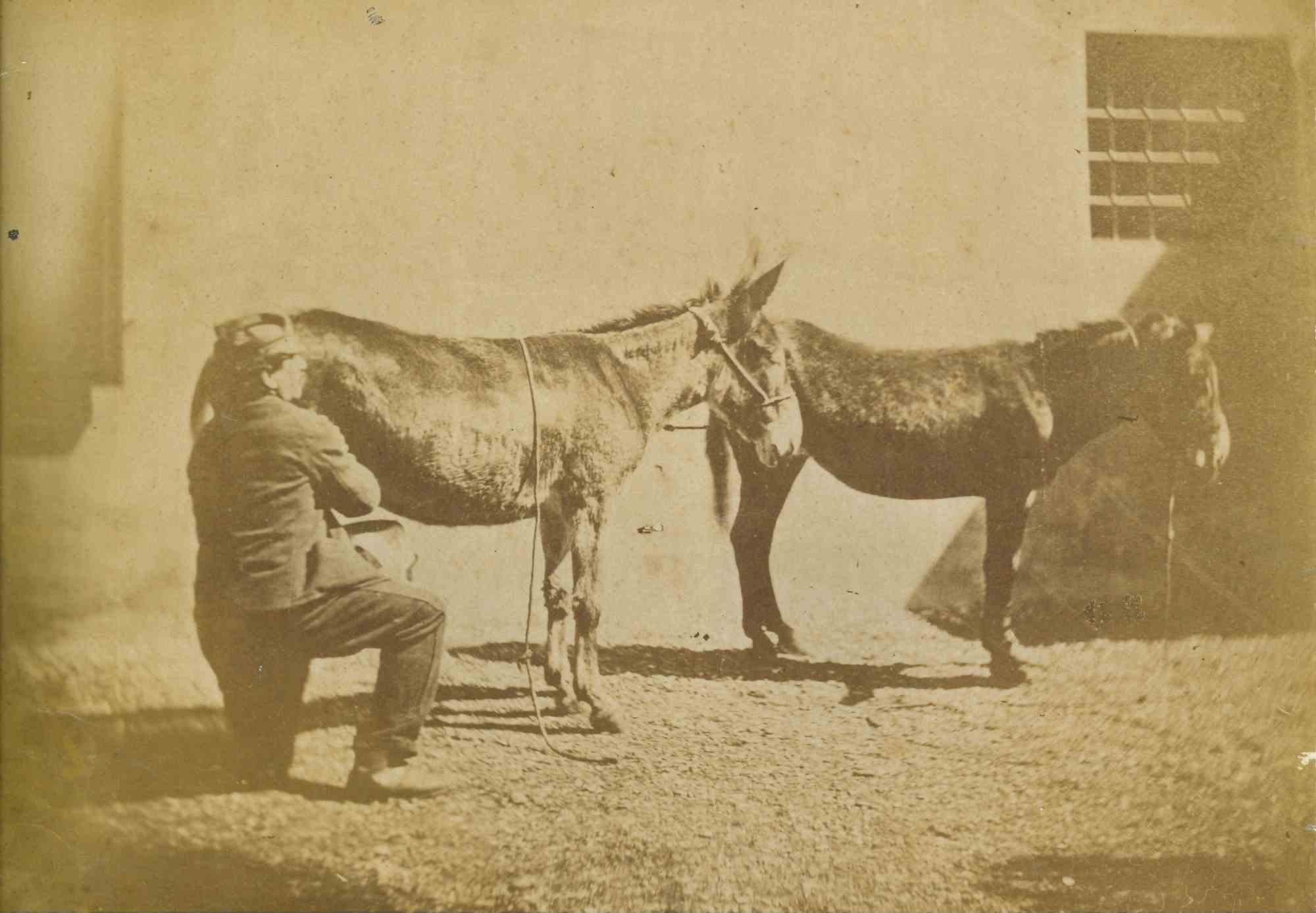 Unknown Figurative Photograph - The Old Days Photo - Animals - Vintage Photo - Early 20th Century