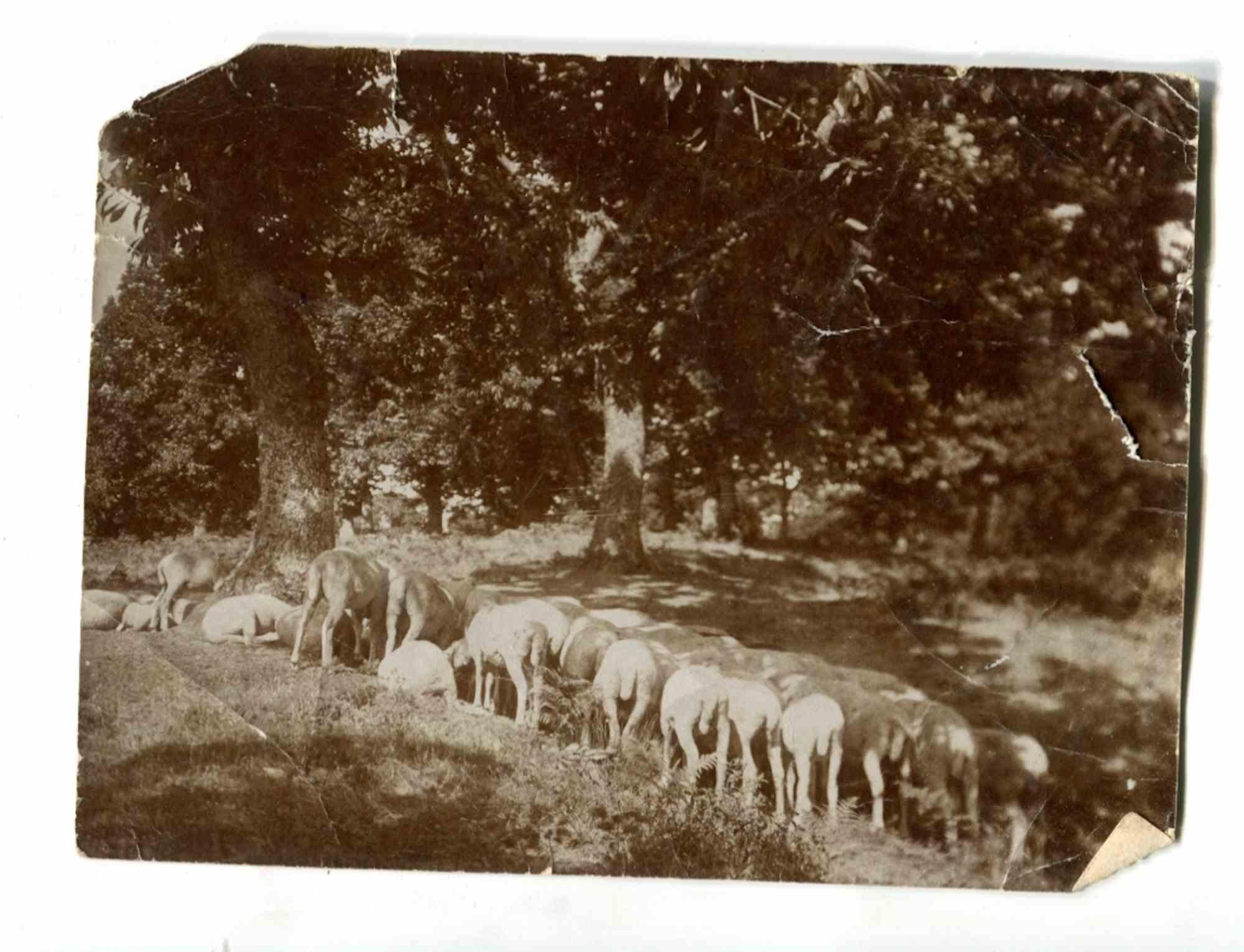 Unknown Figurative Photograph - The Old Days Photo - Animals - Vintage Photo - Early 20th Century 