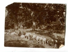 The Old Days Photo - Animaux - Photo d'époque - Début du 20e siècle 