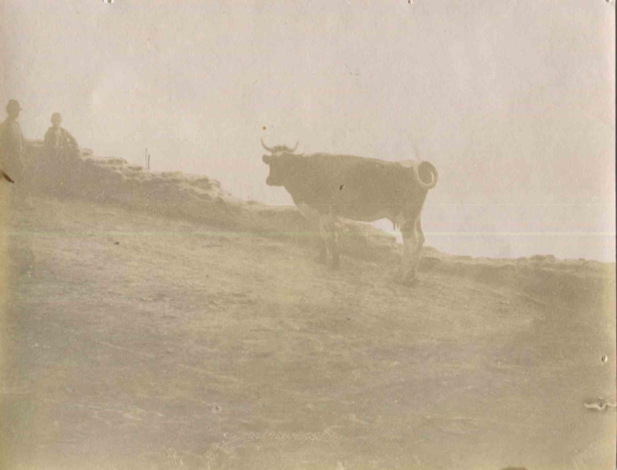 Unknown Figurative Photograph - The Old Days Photo - Animals - Vintage Photo - Early 20th Century
