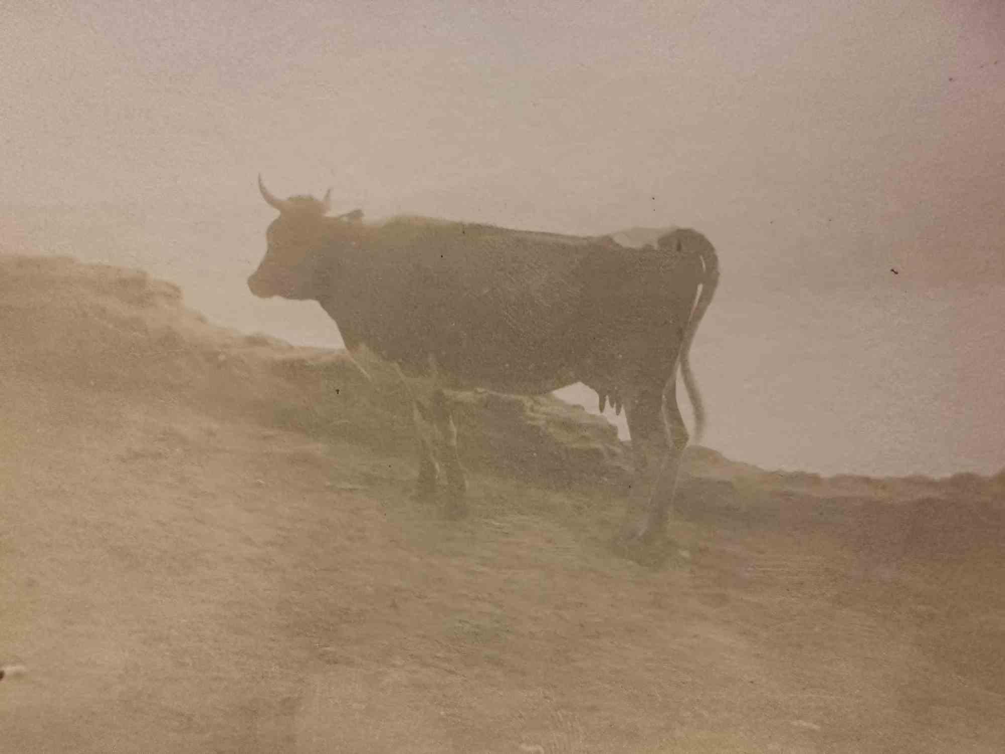 Unknown Figurative Photograph - The Old Days Photo - Cow in the Maremma (Tuscany) - Early 20th Century
