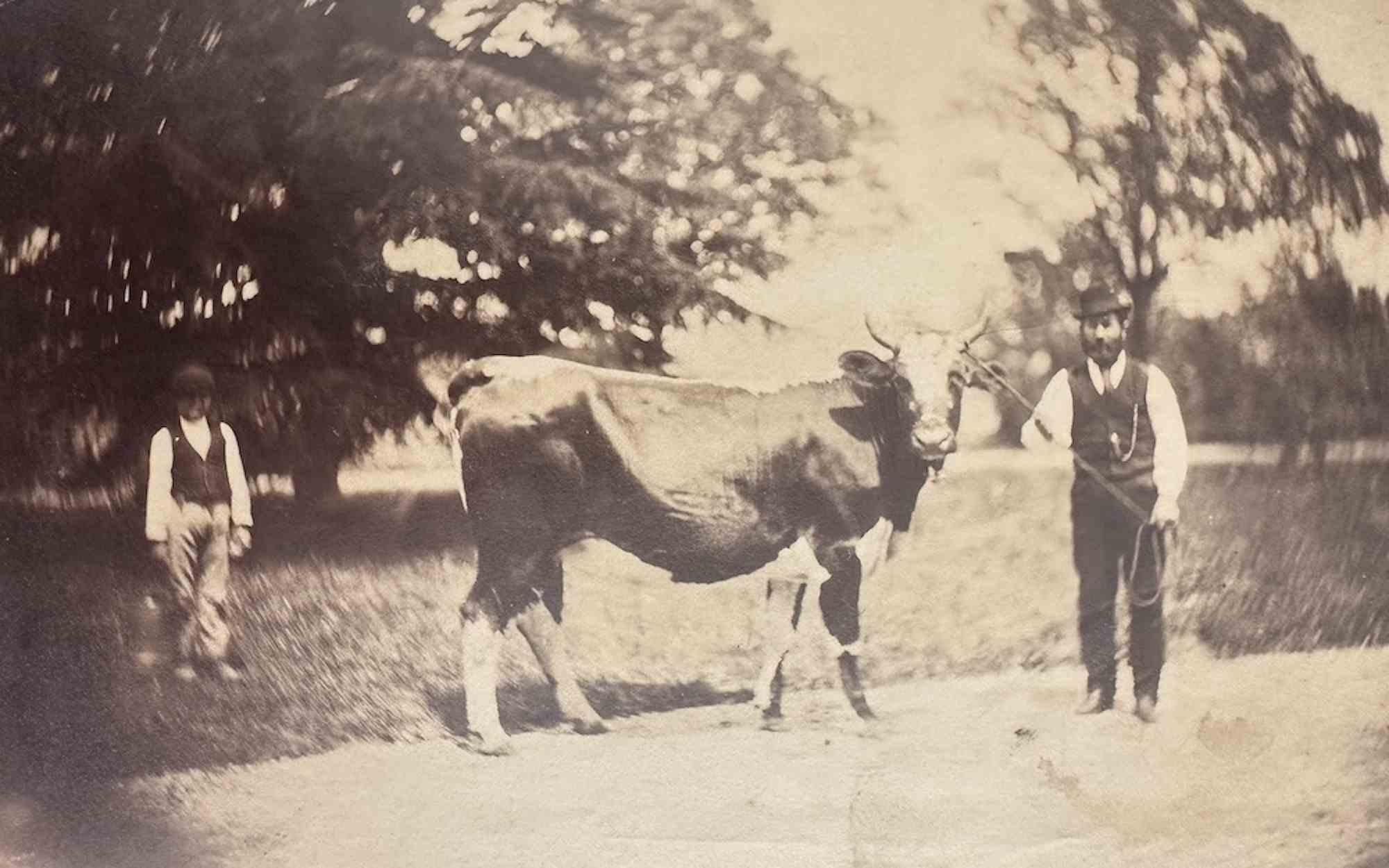 Unknown Figurative Photograph - The Old Days Photo - Cow in Tuscan Maremma - vintage photo - 20th Century