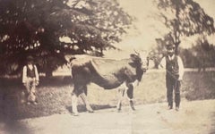 Das Foto „The Old Days“ – Kuh in der toskanischen Maremma – Vintage-Foto – 20. Jahrhundert