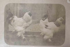 The Old Days  Photo - Fowls - Vintage Photo - Early 20th Century