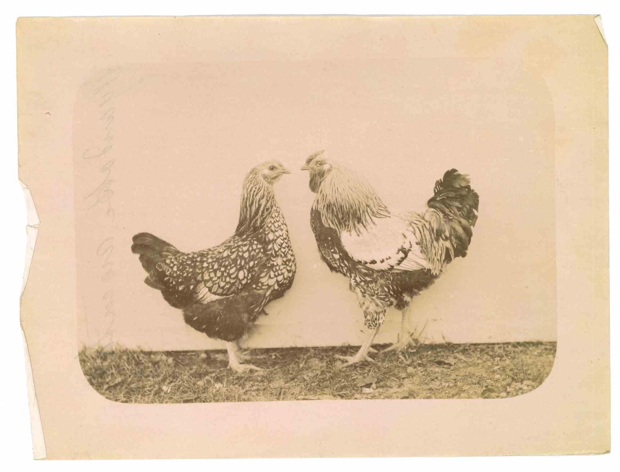 Unknown Figurative Photograph - The Old Days Photo - Fowls - Vintage Photo - Early 20th Century