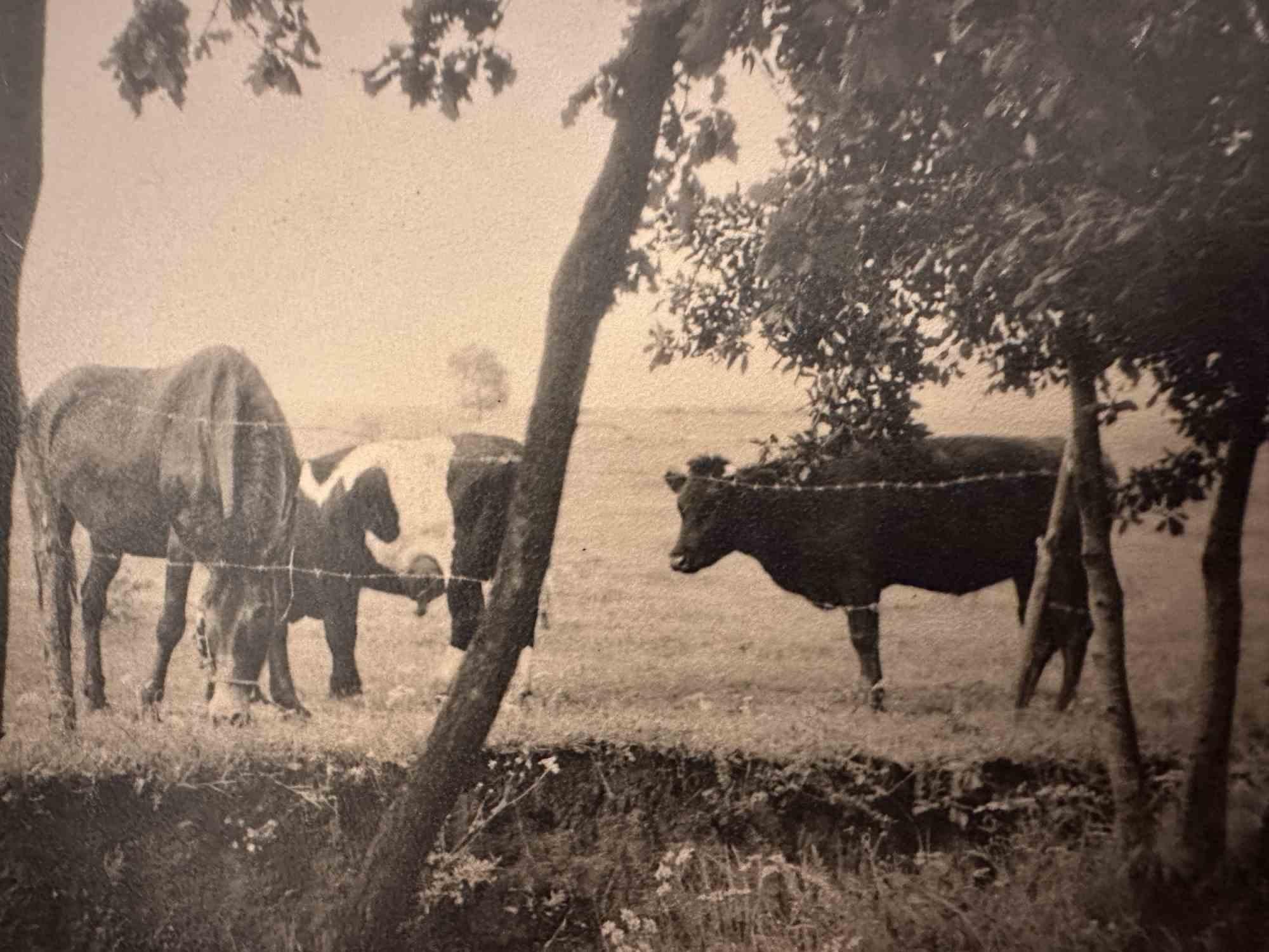 Unknown Figurative Photograph - The Old Days  Photo - Herd  - Early 20th Century