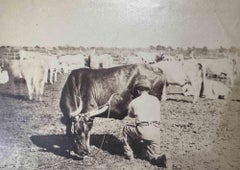 The Old Days  Photo - Herd - Vintage photo - Early 20th Century