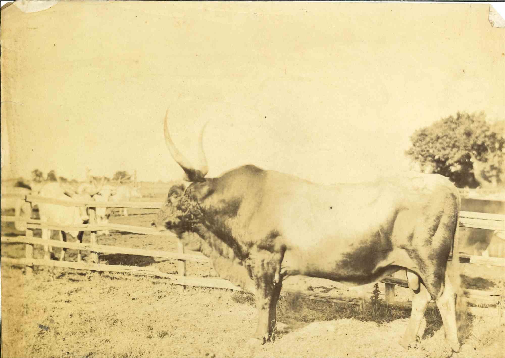 Unknown Figurative Photograph - The Old Days Photo - Herd - Vintage photo - Early 20th Century