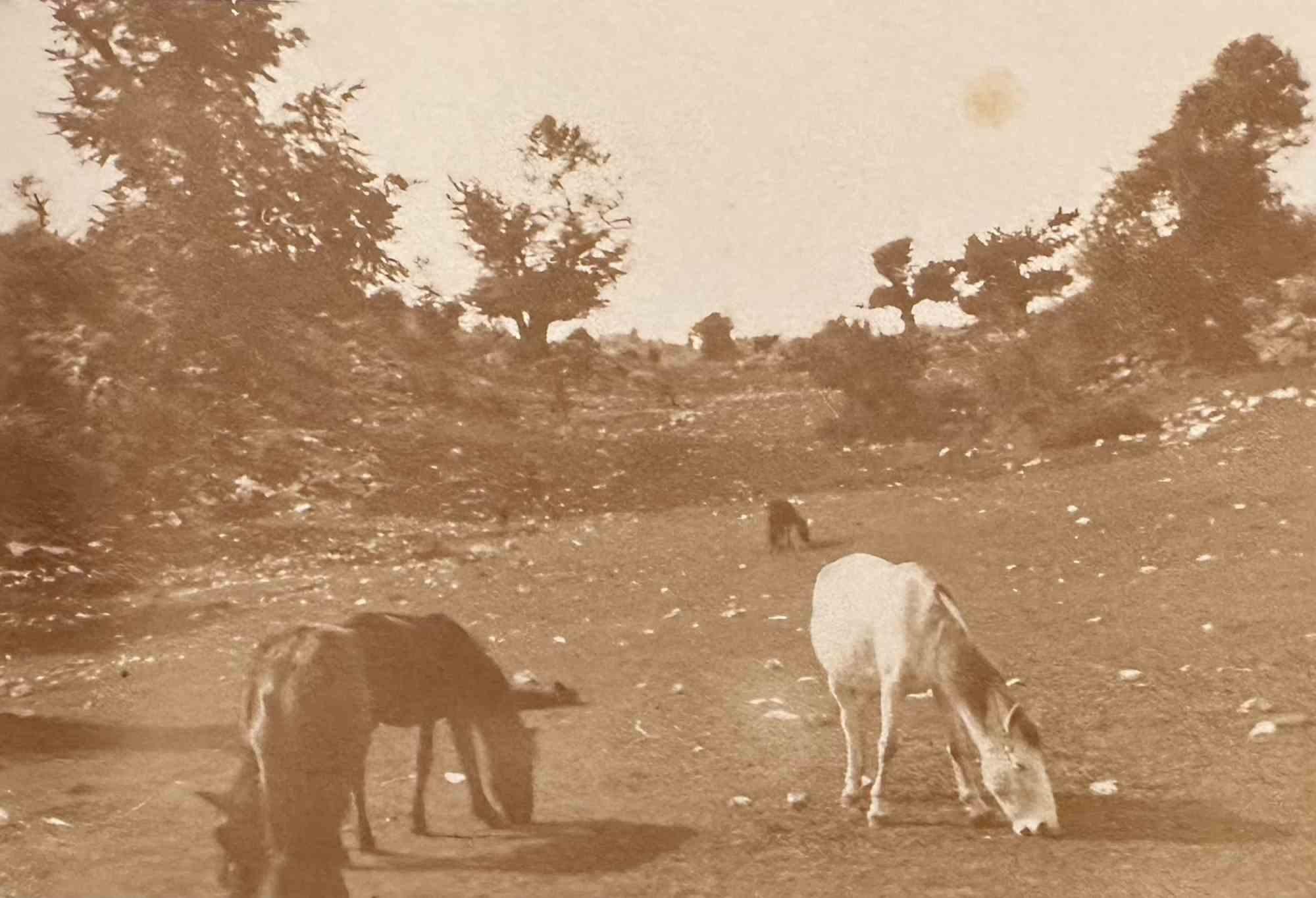 Unknown Figurative Photograph - The Old Days  Photo - Herds- Early 20th Century