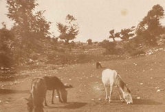 Antique The Old Days  Photo - Herds- Early 20th Century