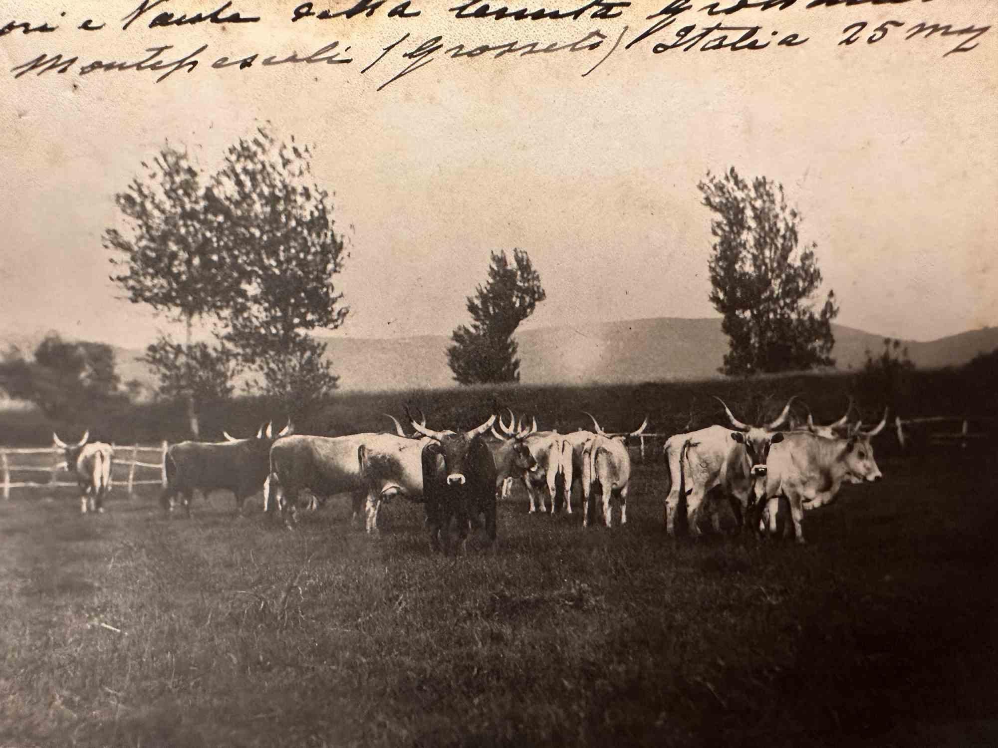 Unknown Figurative Photograph - The Old Days  Photo - Herds in Grosseto (Maremma, Tuscany)- Early 20th Century