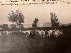 The Old Days  Photo - Herds in Grosseto (Maremma, Tuscany)- Early 20th Century