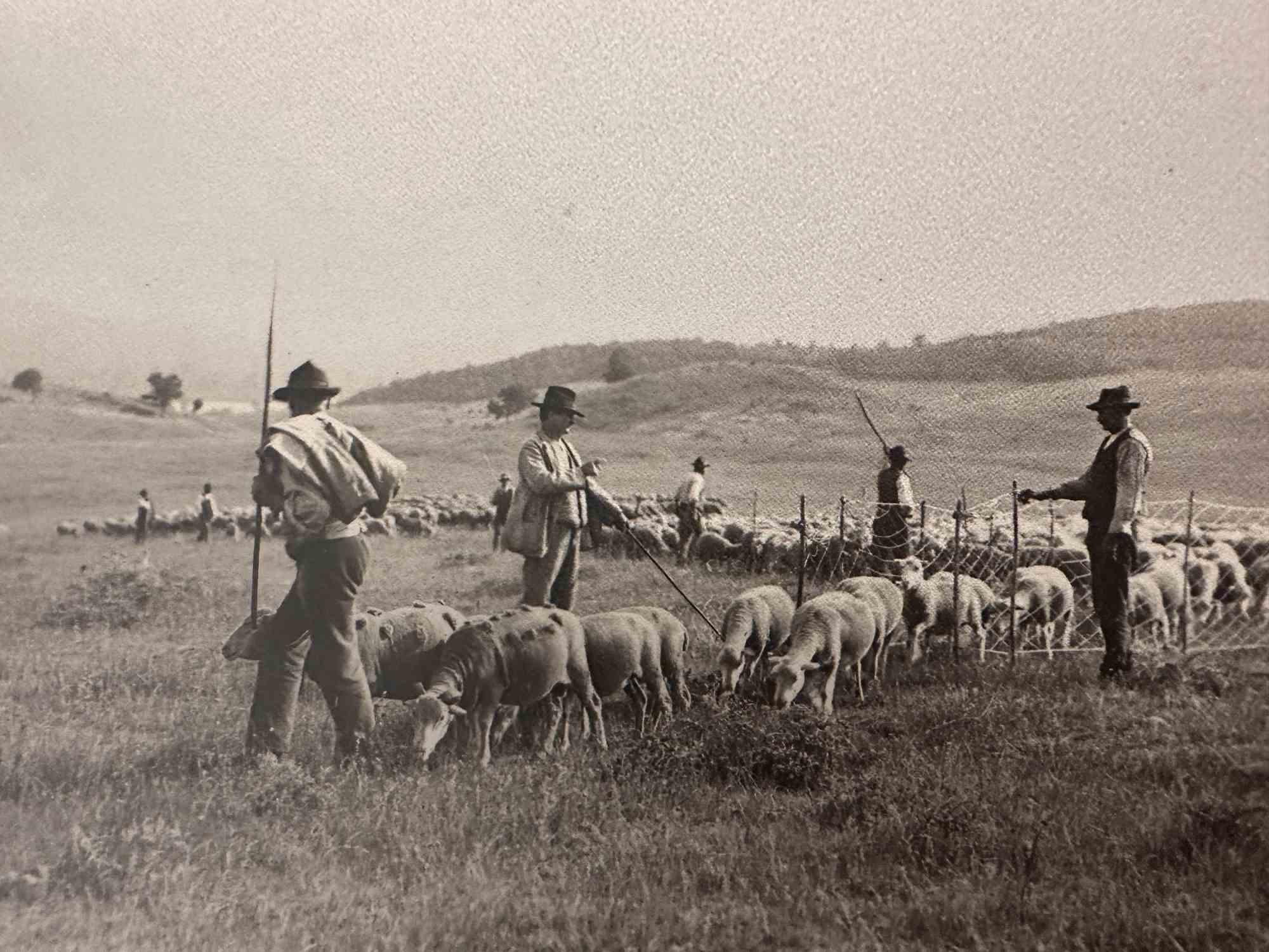 Figurative Photograph Unknown - Les vieux jours  Photo - Herds in Grosseto (Maremma, Toscane) - Début du 20e siècle