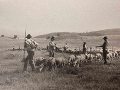 The Old Days  Photo - Herds in Grosseto (Maremma, Tuscany)- Early 20th Century