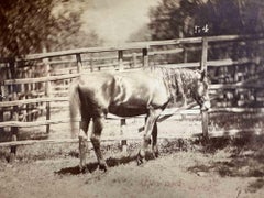 Foto „The Old Days“ – Pferd – Vintage-Foto – frühes 20. Jahrhundert
