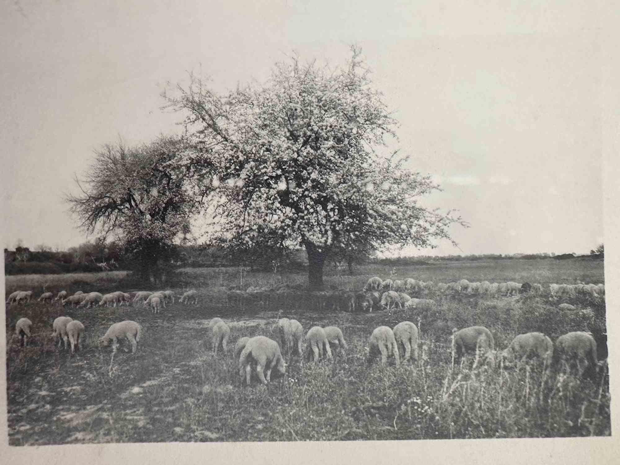 Unknown Figurative Photograph – The Old Days Foto – Schafe in toskanischer Maremma – Vintage-Foto – The Old Days – 20. Jahrhundert