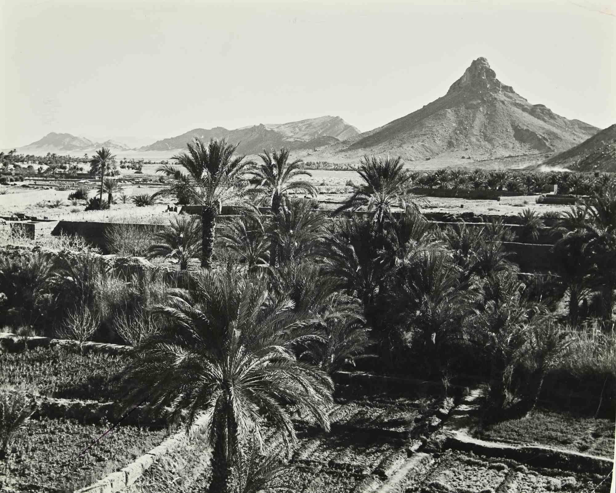 Landscape Photograph di Unknown - Le palme e la montagna - Foto - Metà del XX secolo