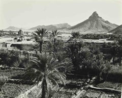 Las palmeras y la montaña - Fotografía - Mediados del siglo XX