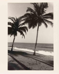 Les palmiers - Photographie vintage, années 1970
