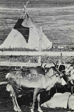 The Reindeer in Lapland - Vintage Photograph - Mid-20th century