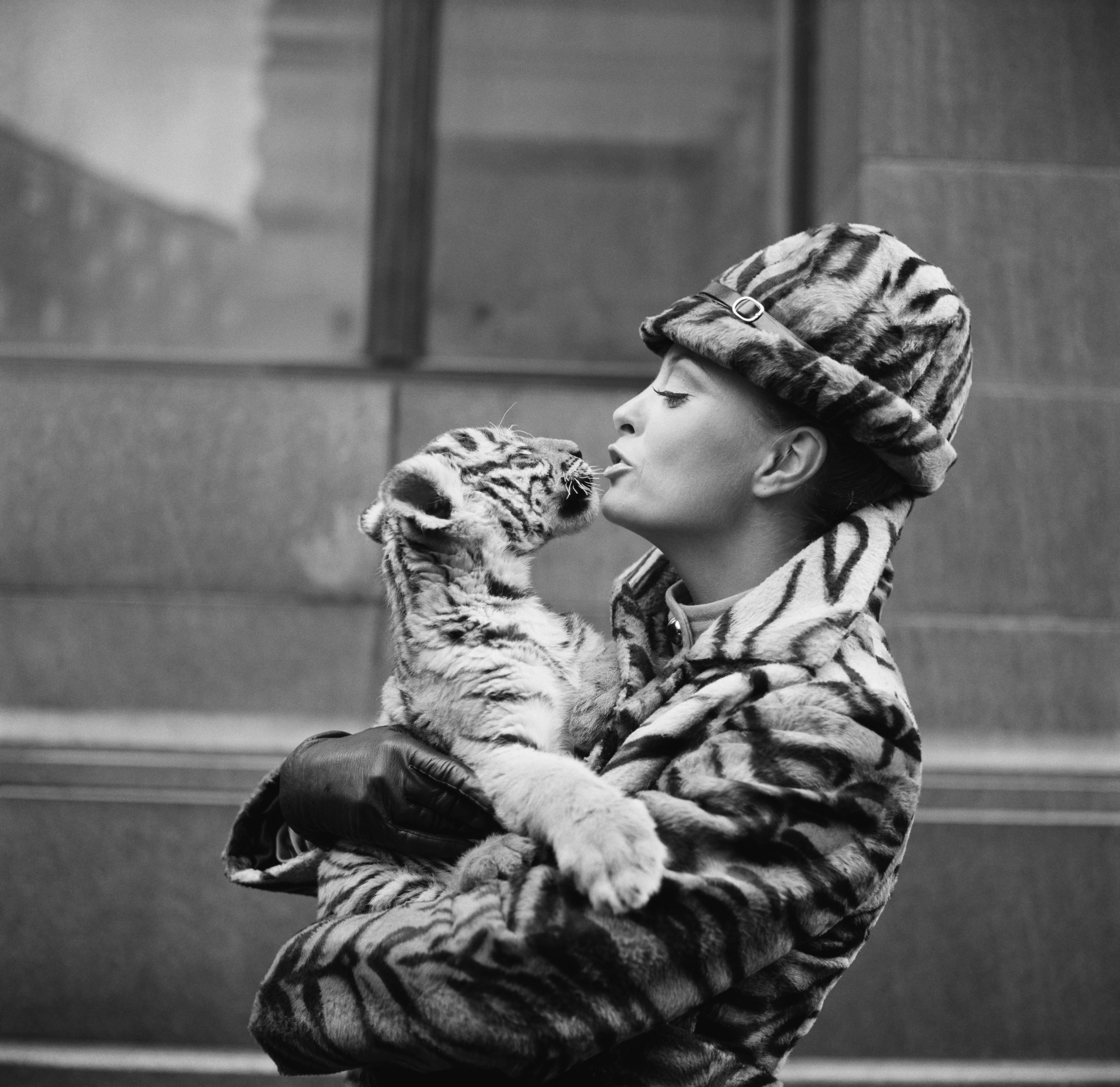 „Tiger Lady“ Fotografie in limitierter Auflage von Getty Images, 16 x 16