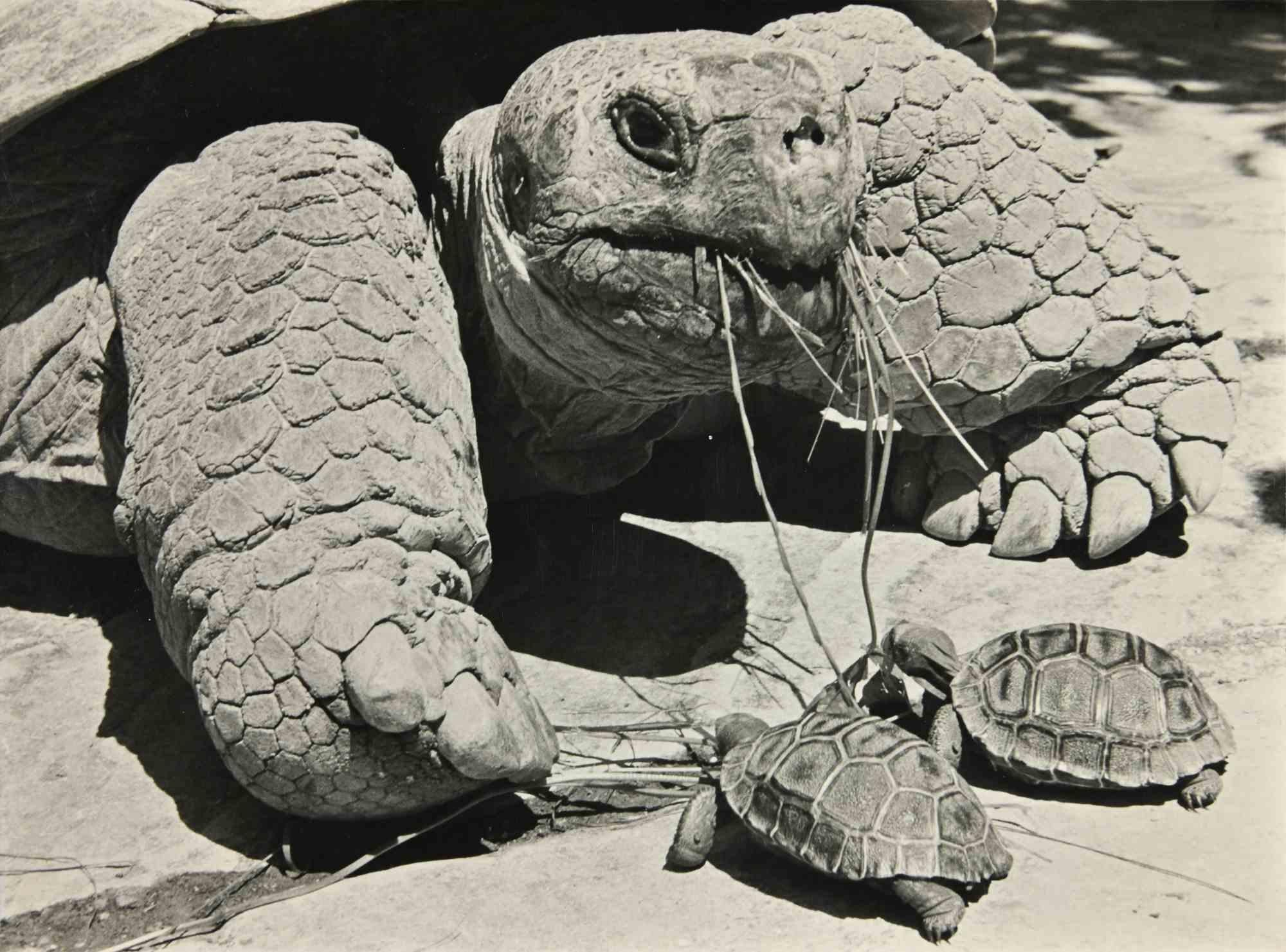 Unknown Figurative Photograph - Tortoise  - Photograph - 1960s