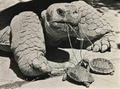 Vintage Tortoise  - Photograph - 1960s