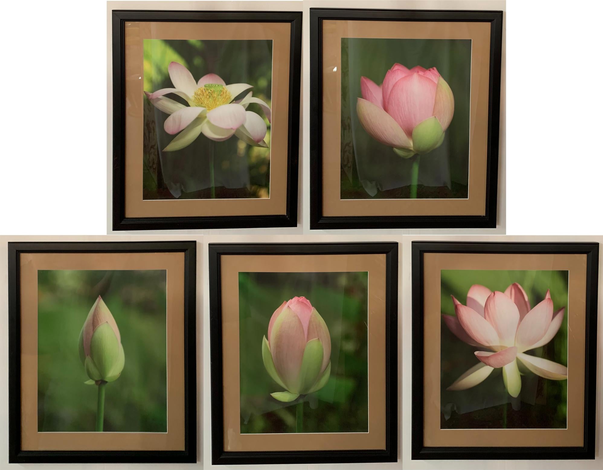 stages of a tulip