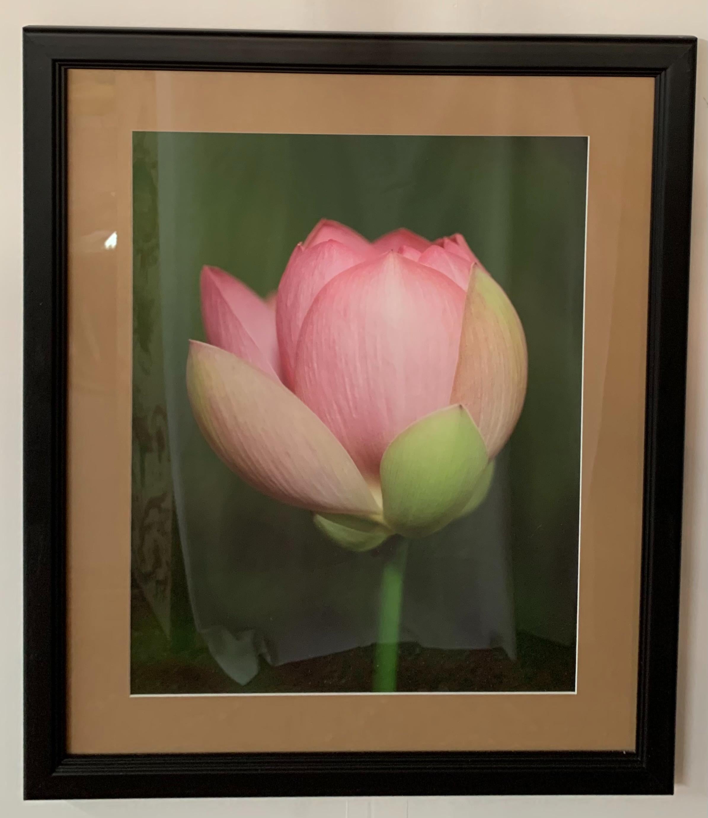 Fotografía de las etapas de floración del tulipán, set de cinco, con marco y paspartú - Photograph Moderno de Unknown