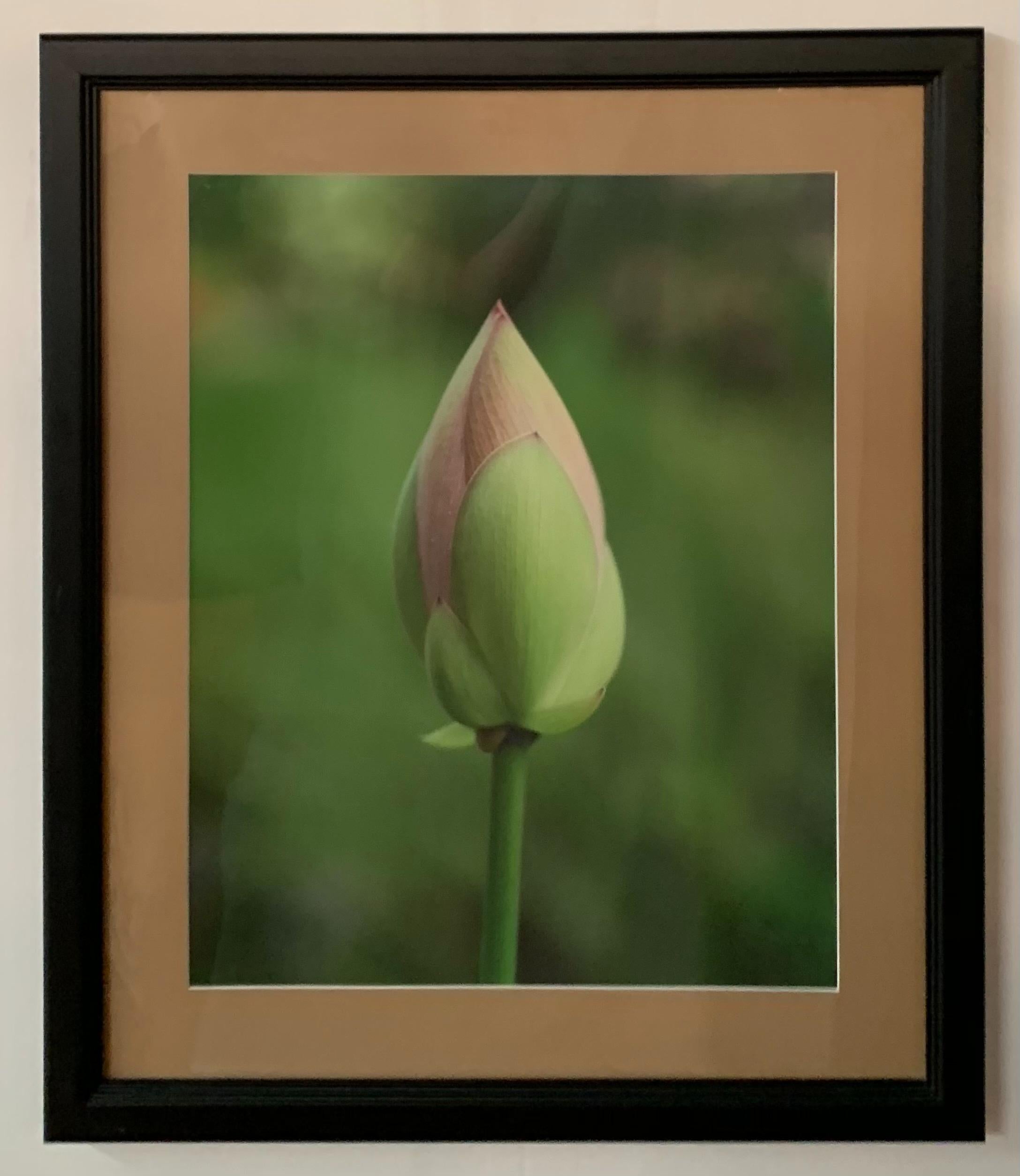 A set of five  photography of a blooming tulip in various stages. Featuring a pink and green colors, aach photography is nicely matted and framed. Unsigned. 

Dimensions: 22.25