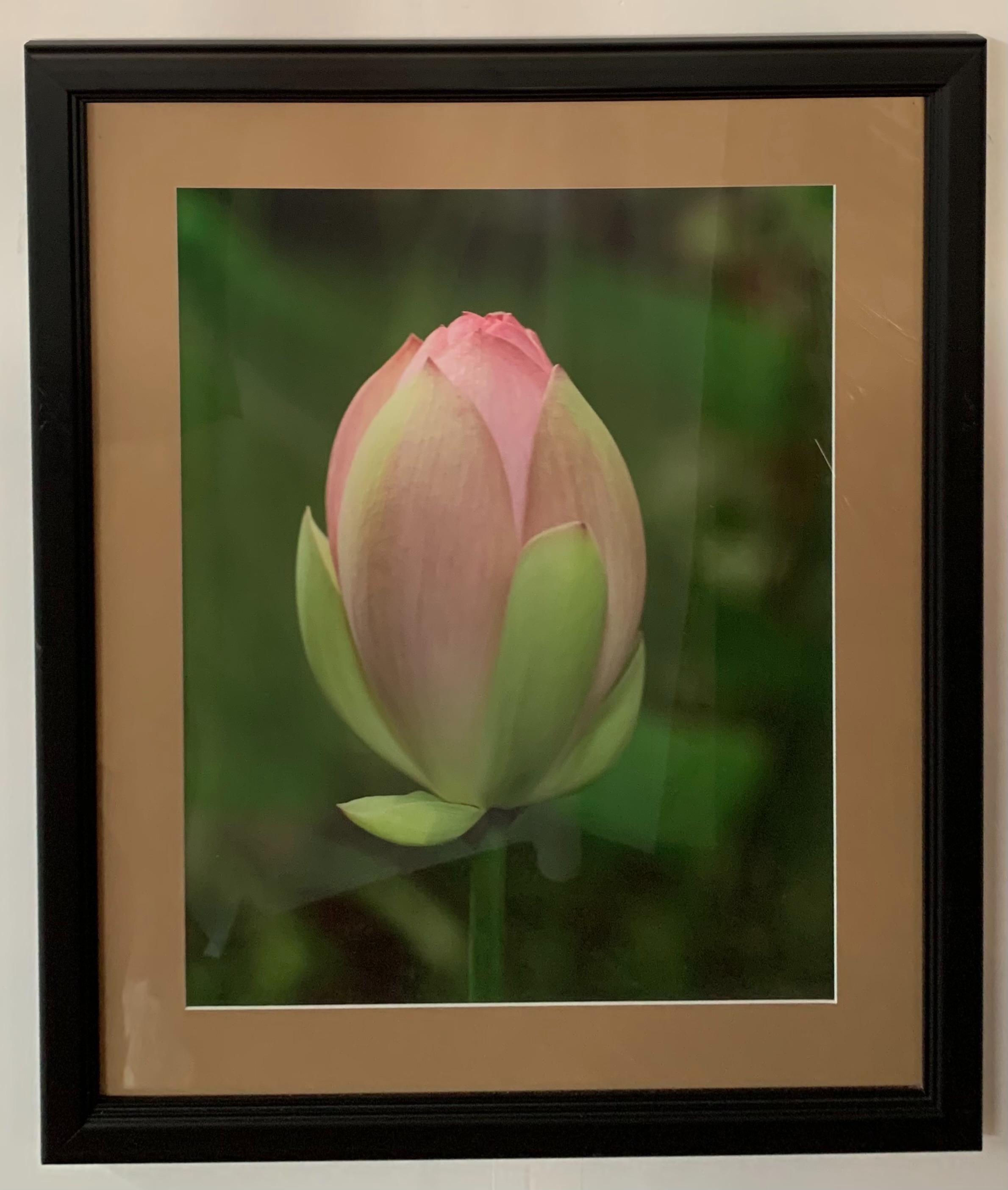 Tulip Blooming Stages Photography, Set of Five, Matted & Framed For Sale 1
