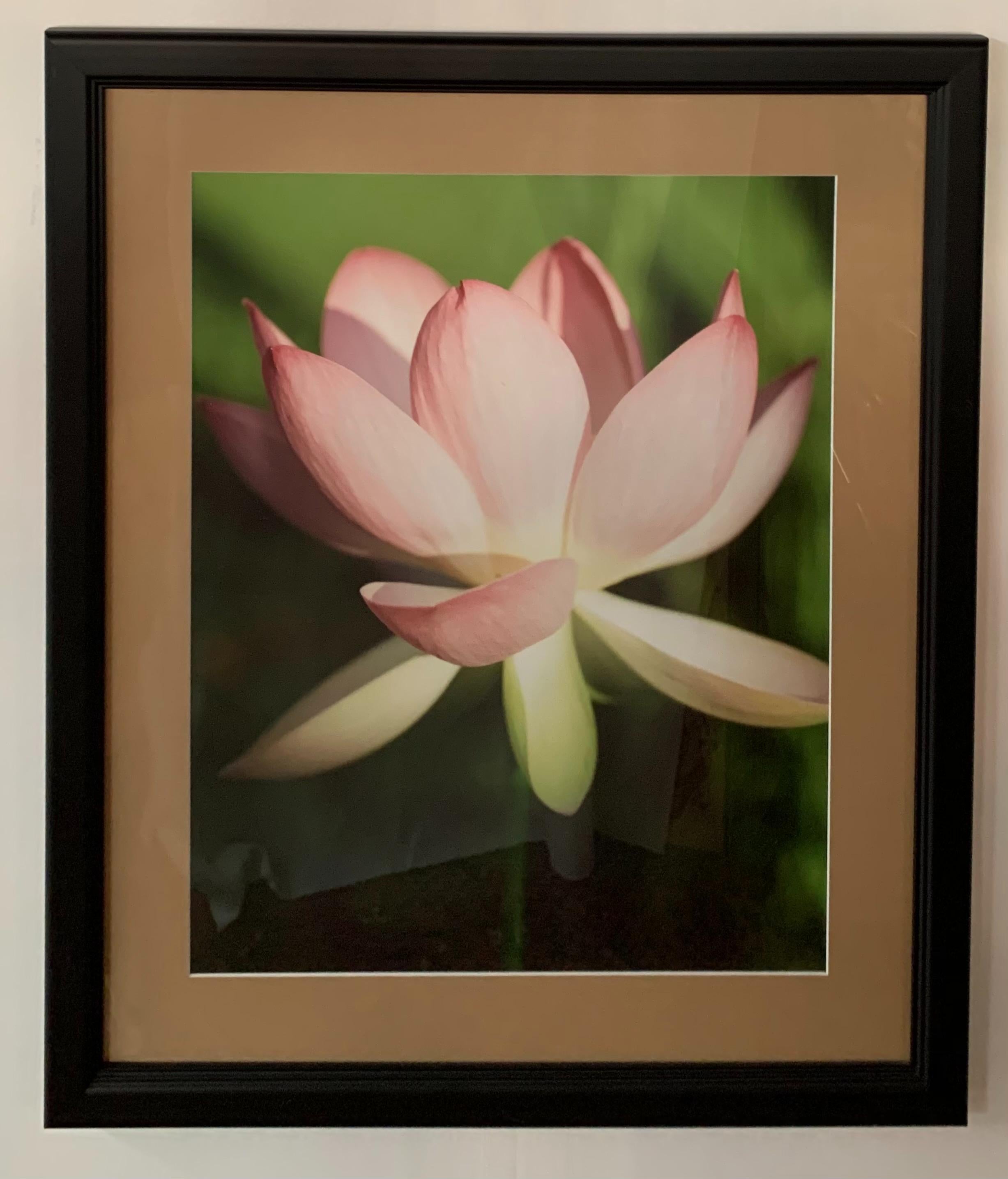 Fotografía de las etapas de floración del tulipán, set de cinco, con marco y paspartú en venta 1