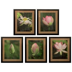 Tulpenblüten stages Fotografie, Fünfer-Set, mattiert und gerahmt