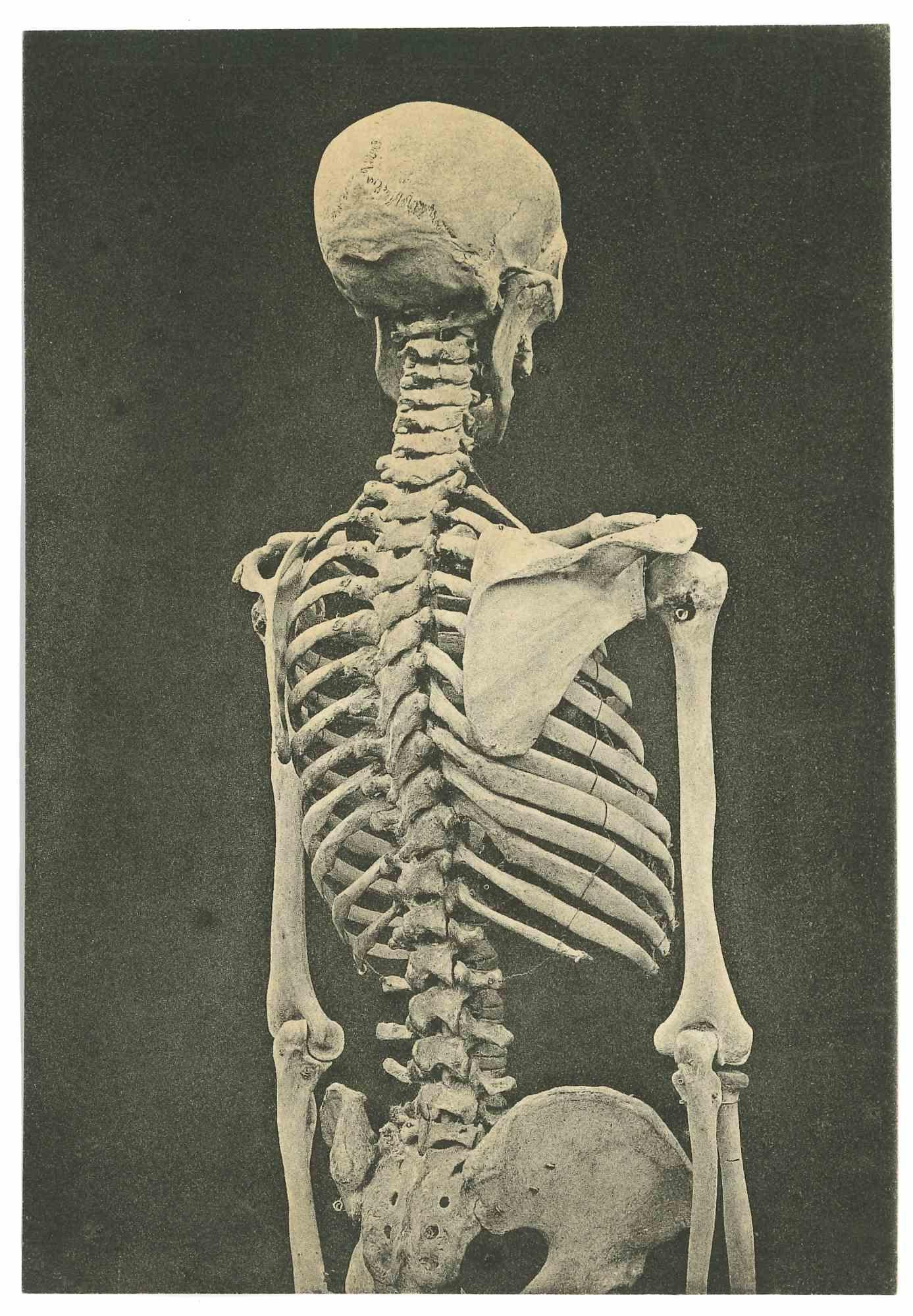 Unknown Figurative Photograph – Vintage-Foto – Skelett – Skelett – frühes 20. Jahrhundert