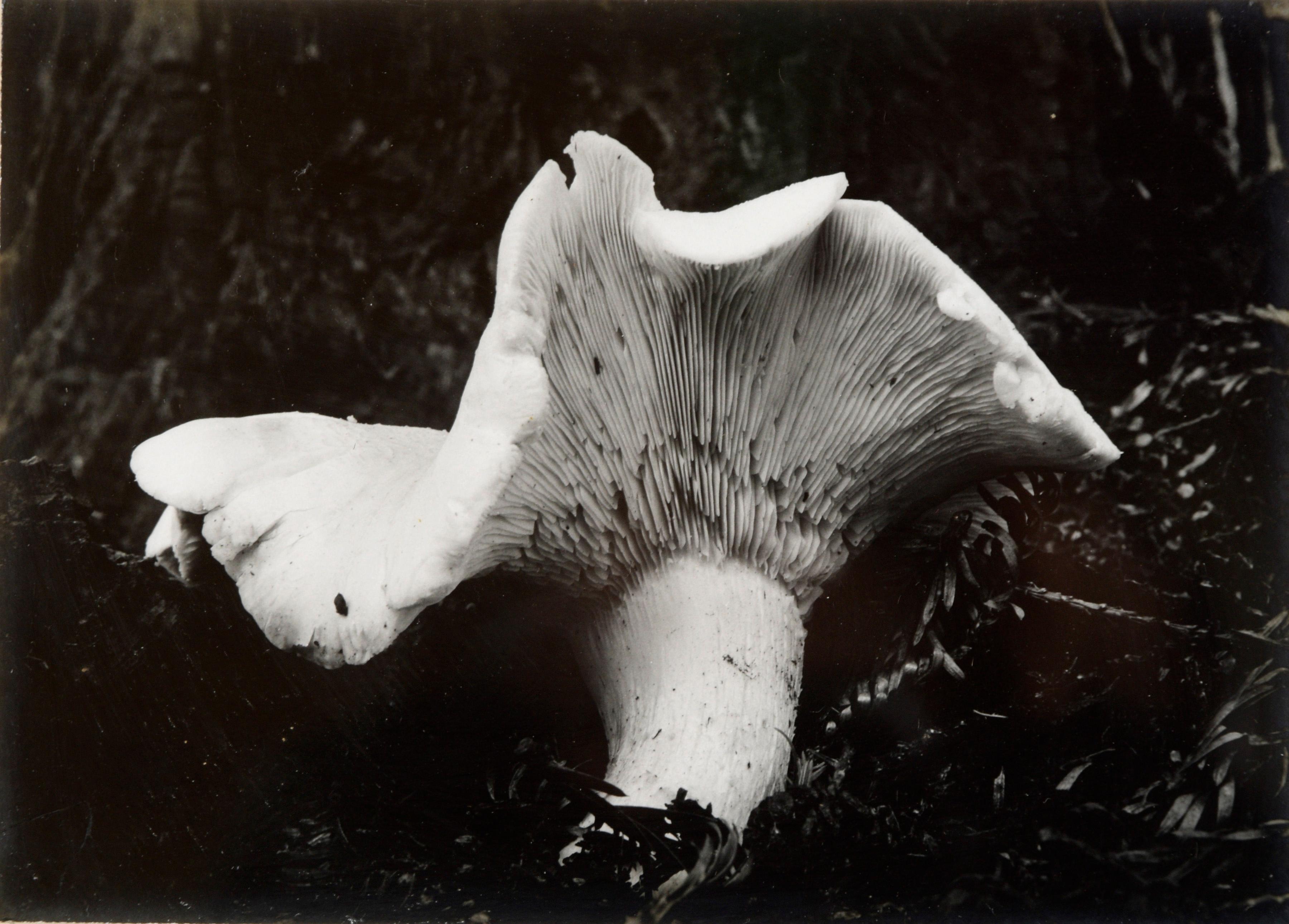 Vintage Silver Gelatin Print of a Mushroom by Alexander Lowry (en anglais) - Photograph de Unknown