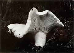 Vintage-Silbergelatineabzug eines Pilzes von Alexander Lowry