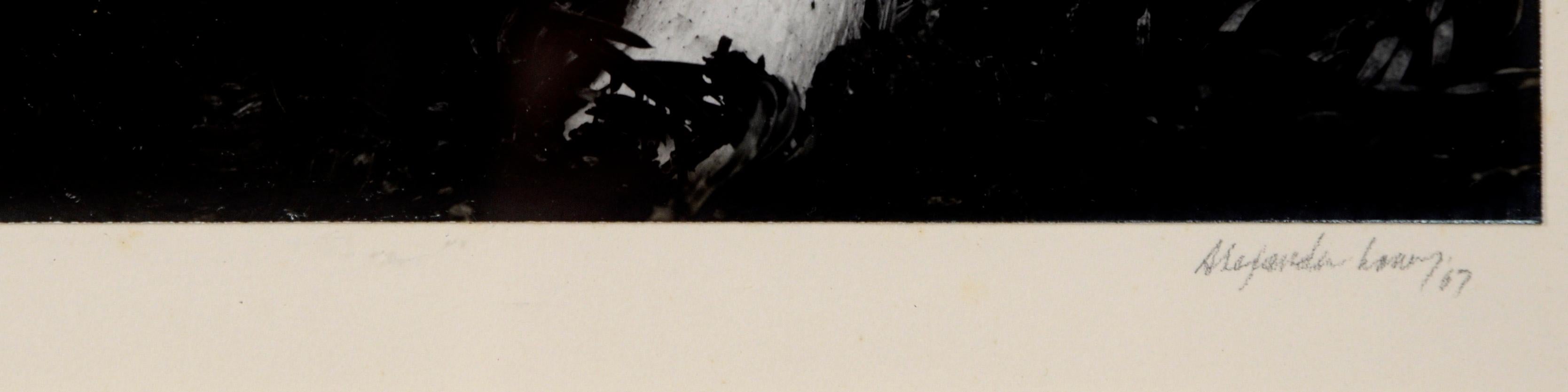 Vintage Silver Gelatin Print of a Mushroom by Alexander Lowry (en anglais) - Réalisme Photograph par Unknown
