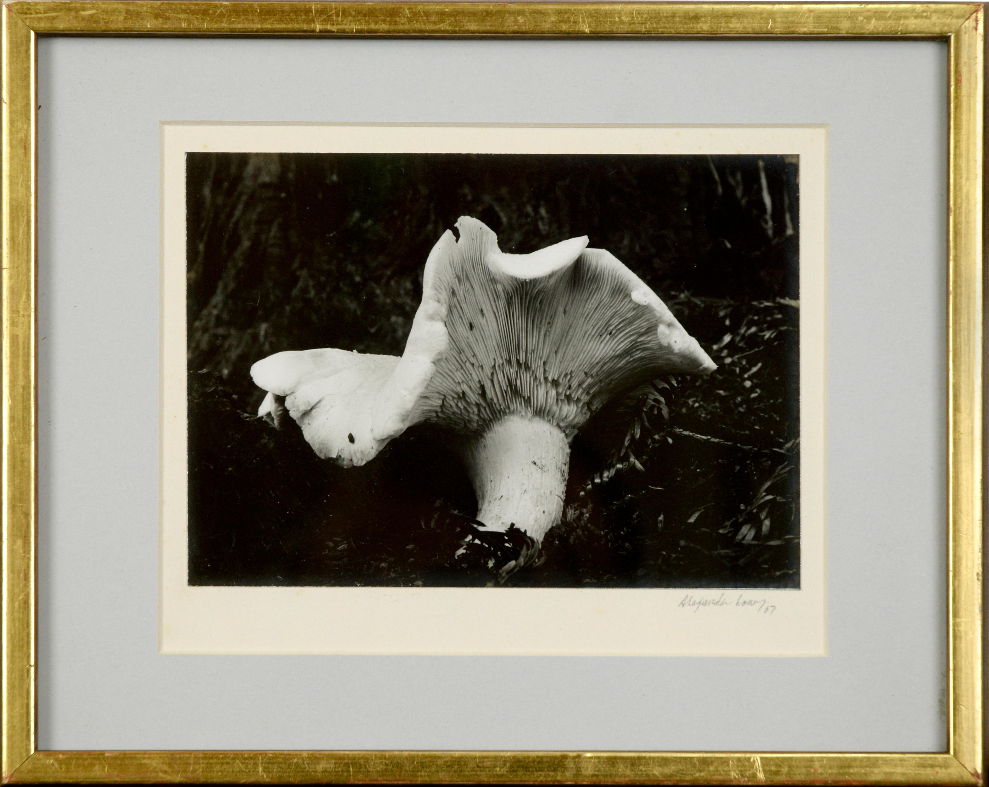 Framed Fotografía