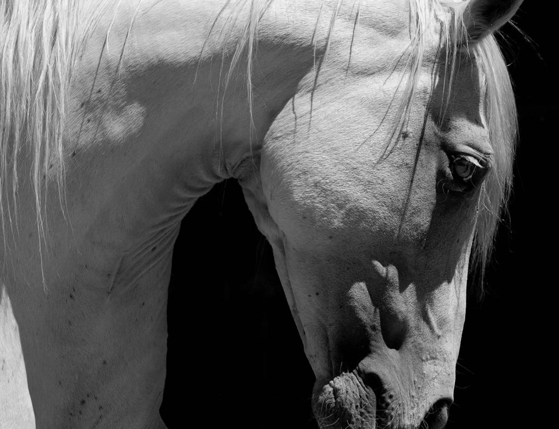 Cavallo andaluso bianco - Stampa alla gelatina d'argento oversize in edizione limitata - Photograph di Baldur Tryggvason
