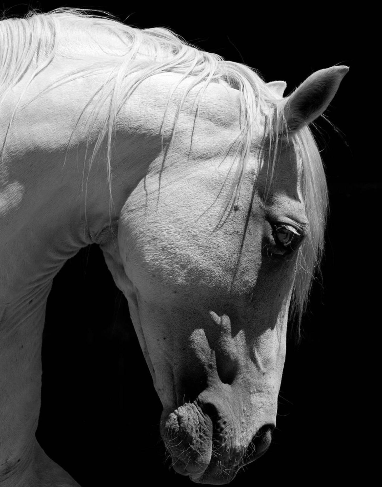 Cavallo andaluso bianco - Stampa alla gelatina d'argento oversize in edizione limitata - Photograph Moderno di Baldur Tryggvason