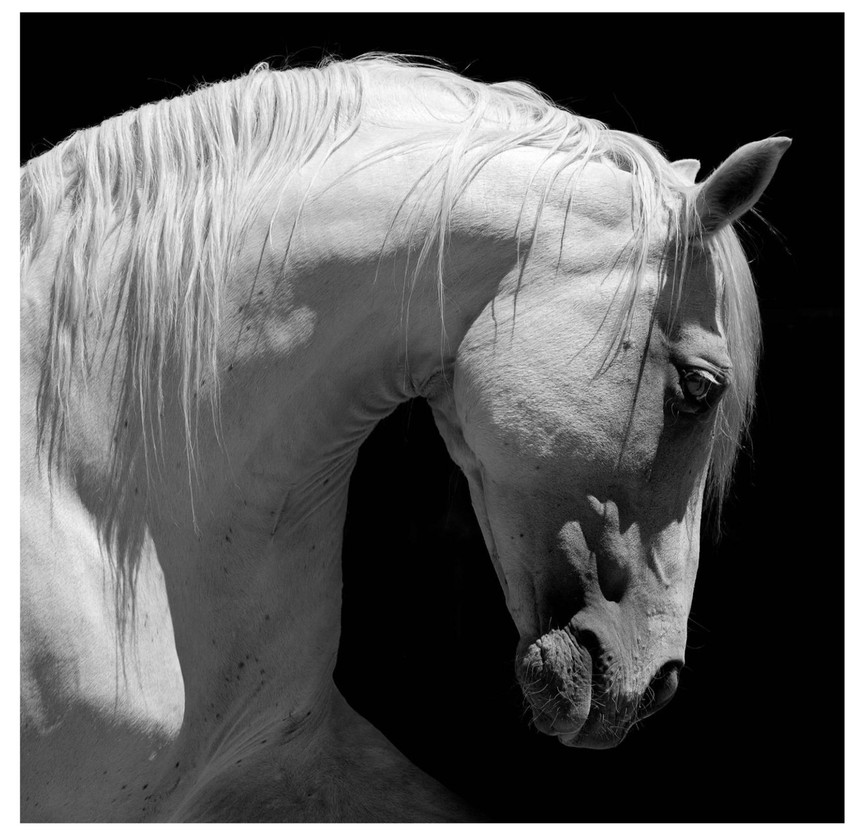 Still-Life Photograph di Baldur Tryggvason - Cavallo andaluso bianco - Stampa alla gelatina d'argento oversize in edizione limitata